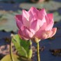 Cambodia-lotus-Tonle-Sap