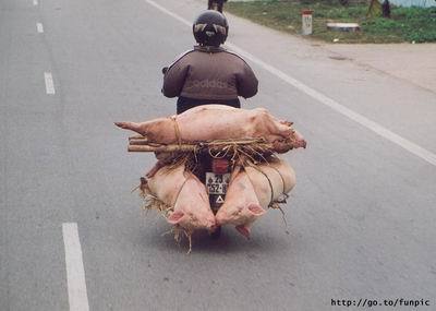 Southeast Asia, Pig transportation in Cambodia. Photo: ModernVespa.