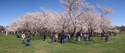 Cherry Blossom Grove on the National Mall. Photo: Vcelloho, Wikipedia.