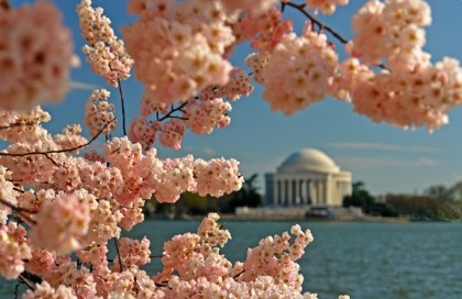 Cherry blossoms and the Jefferson Memorial. Photo: http://farraguter.com