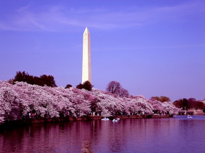 Cherry blossoms and Washington Monument. Photo: http://gridskipper.com/