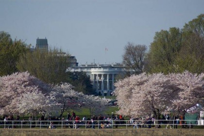 Cherry blossoms and the White House. Photo: http://dc.about.com