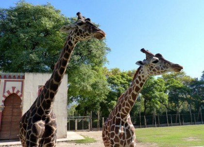 What to do in Buenos Aires. Buenos Aires Zoo. Photo: http://focobook.blogspot.com